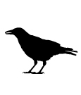 crow