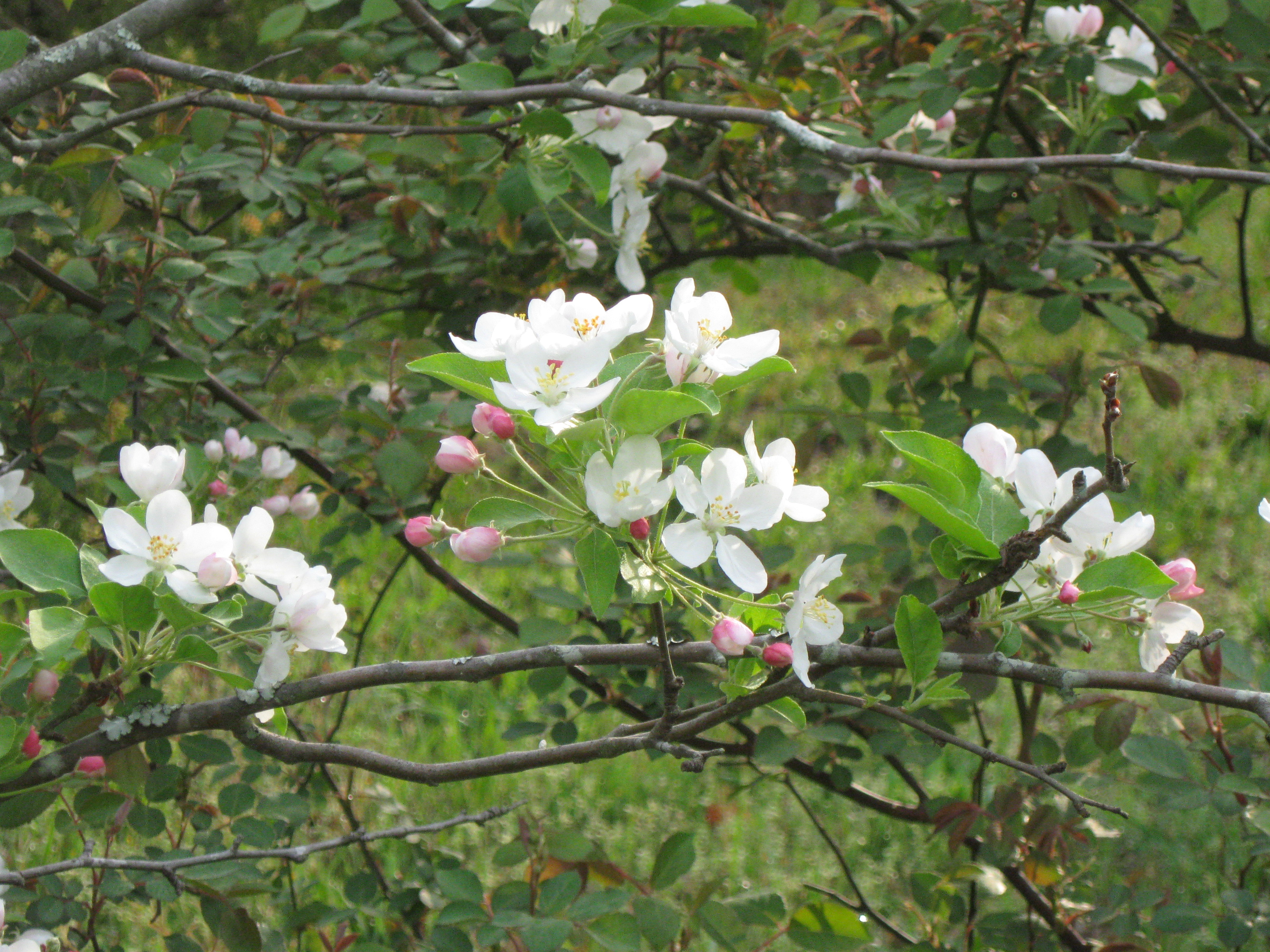 Spring Morning