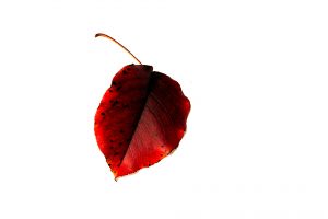 red-leaf